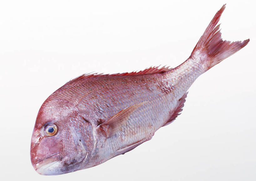 无人,横图,俯视,室内,特写,白天,白色背景,一条,阴影,反射,影子,鲷鱼,红色,摄影,影棚,鲷,加吉鱼,铜盆鱼,真鲷,死亡,红鲷,班加吉,加真鲷,红加吉,殒命,灭亡,彩图,高角度拍摄,全身,影棚拍摄,拍摄