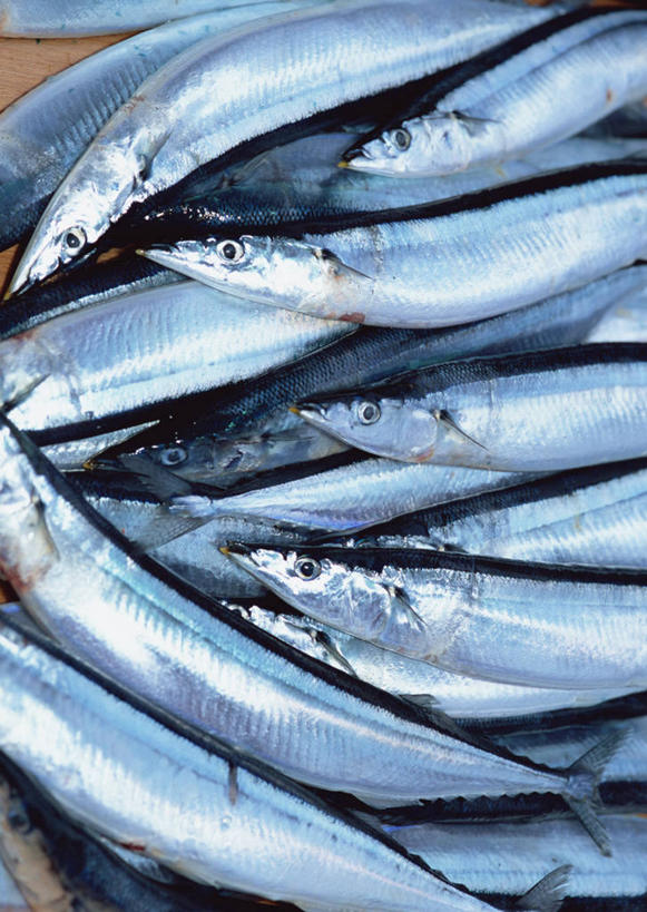 海鲜,无人,竖图,俯视,室内,特写,白天,一堆,许多,阴影,堆叠,堆积,反射,秋刀鱼,影子,水产,海洋生物,竹刀鱼,堆,刀鱼,死亡,水生动物,海产品,水生物,海底动物,殒命,灭亡,彩图,高角度拍摄