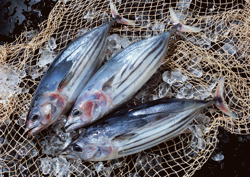 无人,横图,俯视,室内,特写,白天,阴影,反射,影子,冰,冰块,冷冻,寒冷,渔网,冷藏,渔具,死亡,冰冷,抓捕,捕捞,鱼网,拉网,捕捞工具,保鲜,殒命,灭亡,彩图,高角度拍摄