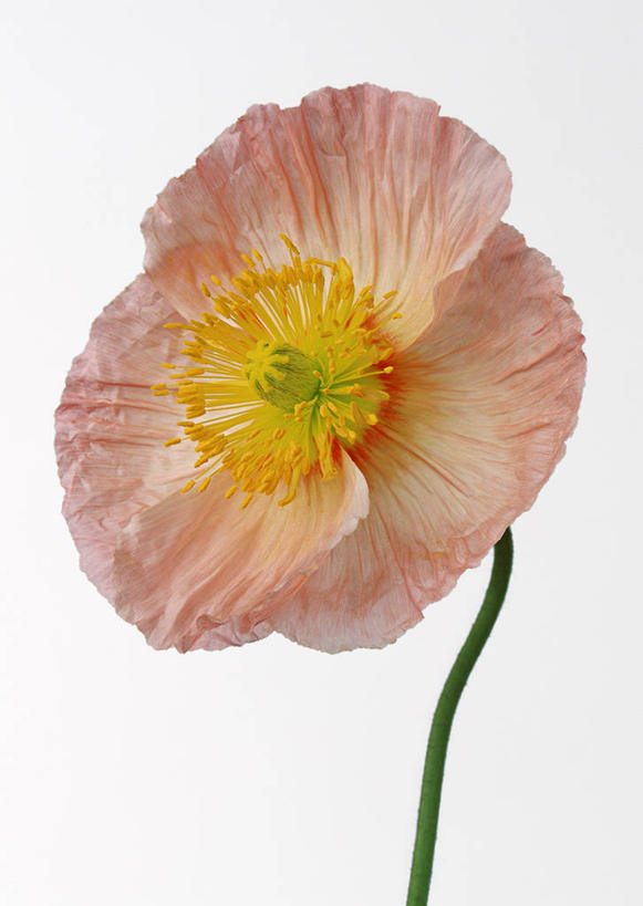 无人,竖图,室内,特写,白天,白色背景,正面,植物,罂粟,盛开,草药,花蕾,中药,花,花瓣,花朵,鲜花,一朵,花苞,花蕊,摄影,影棚,毒品,药材,中草药,中药材,本草,止痛,镇静,安眠,罂粟花,米囊花,彩图,影棚拍摄,拍摄