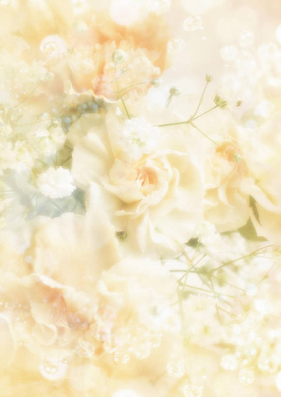 无人,竖图,室内,白天,正面,热情,数码,科技,康乃馨,阴影,朦胧,模糊,盛开,网络,高光,几何,计算机图形,祝福,合成,花蕾,花,花瓣,花朵,鲜花,白色,花苞,花蕊,母爱,清纯,电脑合成图,数码合成图,卫生,合成图,亲情,纯真,写实,具体,具象,思念,洁净,宽容,热恋,真挚,光明,恬静,荷兰石竹,中间色,朴素,清白,大花石竹,狮头石竹,热心,麝香石竹,石竹,香石竹,彩图,魅力