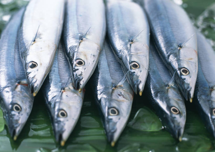 海鲜,无人,横图,俯视,室内,特写,白天,植物,叶子,一排,许多,整齐,并列,并排,秋刀鱼,纹理,绿叶,很多,水产,海洋生物,排列,绿色,嫩叶,竹刀鱼,刀鱼,队列,水生动物,海产品,平行,水生物,海底动物,肌理,叶,叶片,叶脉,半身,彩图,高角度拍摄