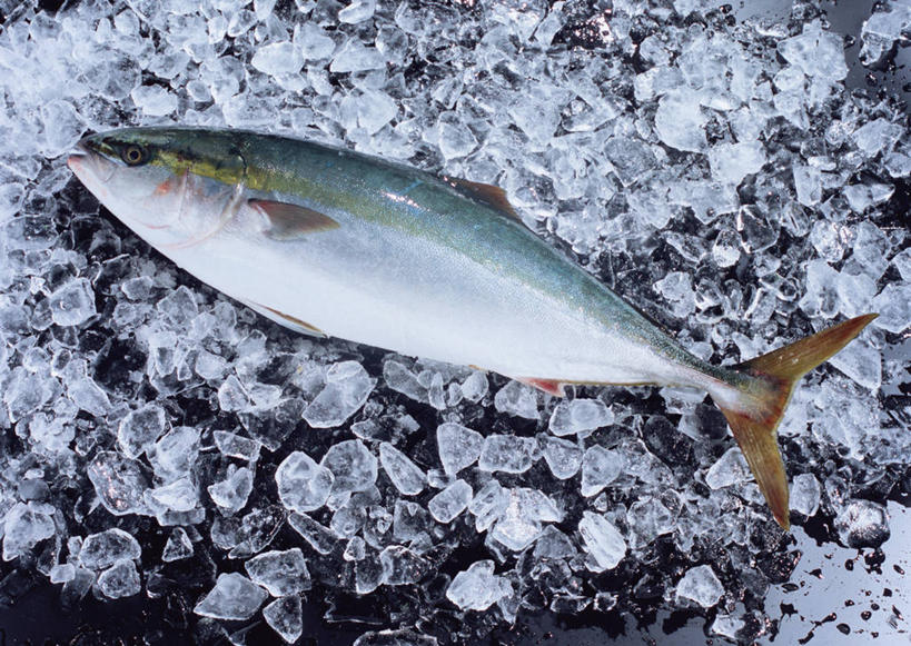 海鲜,无人,横图,俯视,室内,特写,白天,一堆,一条,许多,堆叠,堆积,鱼,冰,冰块,很多,冷冻,水产,鱼类,海洋生物,寒冷,冷藏,堆,冰冷,水生动物,海产品,水生物,海底动物,保鲜,鰤,鰤鱼,彩图,高角度拍摄,全身