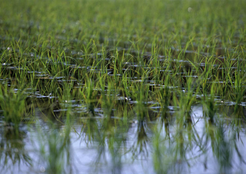 无人,农田,横图,室外,白天,正面,农业,庄稼,农作物,美景,水,鹿儿岛,日本,亚洲,朦胧,模糊,液体,稻田,景观,水滴,谷物,水稻,稻,倒影,自然,景色,倒映,自然风光,东亚,日本国,九州本岛,九州,九州岛,九州地方,鹿儿岛县,反照,彩图,耕地,庄稼田