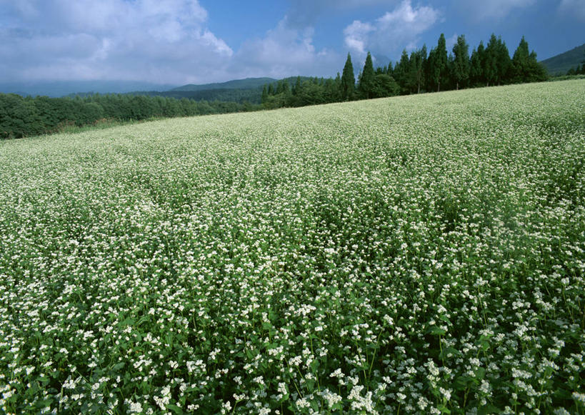 无人,横图,室外,白天,正面,旅游,度假,花海,花圃,石头,美景,森林,山,山脉,树林,植物,叶子,长野县,日本,亚洲,阴影,盛开,光线,石子,影子,景观,山峰,云,云朵,山峦,花蕾,云彩,娱乐,花,花瓣,花朵,花卉,鲜花,树,树木,蓝色,绿色,白色,白云,蓝天,天空,阳光,自然,花丛,花束,花田,群山,天,花苞,花蕊,享受,休闲,景色,放松,生长,晴朗,成长,自然风光,东亚,沉积岩,本州,本州岛,日本国,中部地方,长野,水成岩,冈谷,石块,岩石,晴空,彩图