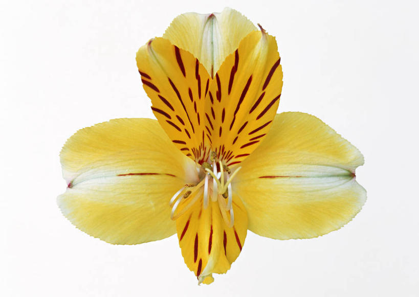 无人,横图,室内,特写,白天,白色背景,正面,六出花,盛开,透明,辉煌,花蕾,花,花瓣,花朵,鲜花,一朵,黄色,白色,花苞,花蕊,健康,橙色,摄影,活泼,影棚,希望,暖色,光辉,水仙百合,光明,功名,轻快,秘鲁百合,彩图,影棚拍摄,拍摄