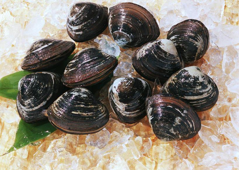 海鲜,无人,横图,俯视,室内,特写,白天,植物,贝壳,叶子,一堆,许多,堆叠,堆积,纹理,冰,冰块,绿叶,很多,冷冻,水产,海洋生物,绿色,嫩叶,寒冷,冷藏,堆,冰冷,水生动物,海产品,水生物,海底动物,肌理,保鲜,叶,叶片,叶脉,贝类外壳,海螺壳,软体动物外壳,彩图,高角度拍摄,全身,双壳贝类,双壳纲