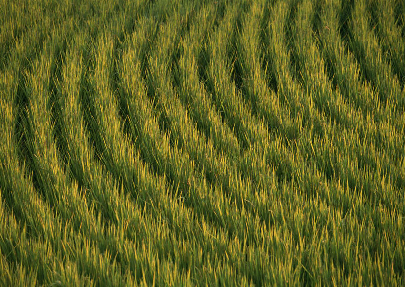 无人,农田,横图,俯视,室外,白天,旅游,度假,农业,庄稼,农作物,美景,日本,亚洲,稻田,景观,谷物,水稻,娱乐,稻,自然,享受,休闲,景色,放松,自然风光,东亚,日本国,九州本岛,九州,九州岛,九州地方,熊本,熊本县,彩图,高角度拍摄,耕地,庄稼田