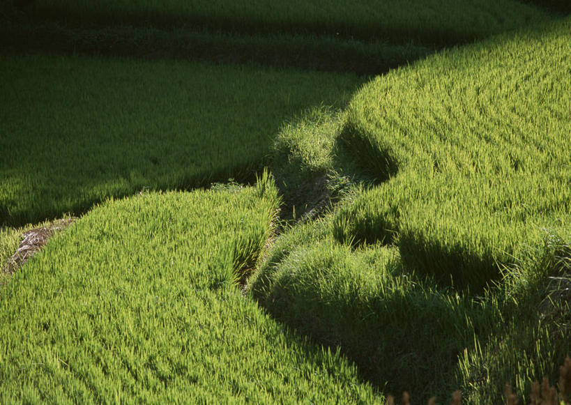 无人,农田,横图,俯视,室外,白天,旅游,度假,庄稼,梯田,农作物,美景,大分县,日本,亚洲,曲折,弯曲,景观,谷物,水稻,娱乐,稻,自然,享受,休闲,景色,放松,蜿蜒,自然风光,东亚,日本国,九州本岛,九州,九州岛,九州地方,大分,彩图,高角度拍摄,耕地,庄稼田
