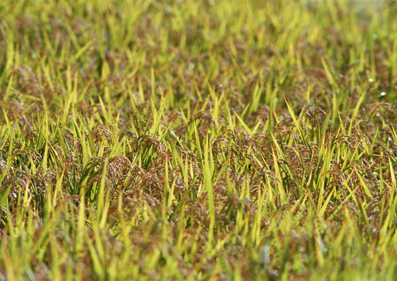 无人,农田,横图,俯视,室外,白天,旅游,度假,农业,庄稼,农作物,美景,日本,亚洲,稻田,景观,谷物,水稻,娱乐,稻,自然,享受,休闲,景色,放松,自然风光,东亚,本州,本州岛,日本国,中部地方,岐阜,岐阜县,彩图,高角度拍摄,耕地,庄稼田