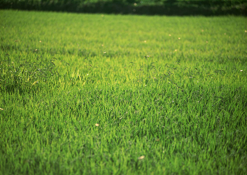 无人,农田,横图,室外,白天,正面,旅游,度假,农业,庄稼,农作物,美景,日本,亚洲,丰收,稻田,景观,娱乐,自然,享受,休闲,景色,放松,收获,自然风光,东亚,日本国,九州本岛,九州,九州岛,九州地方,宫崎,宫崎县,彩图,耕地,庄稼田