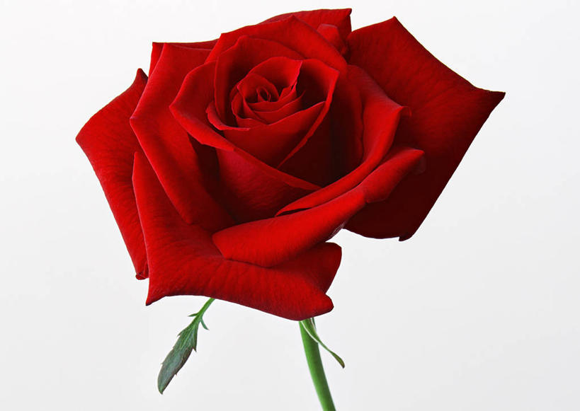 无人,横图,室内,特写,白天,白色背景,正面,爱情,幸福,纯洁,热情,玫瑰,盛开,玫瑰花,浪漫,花蕾,花,花瓣,花朵,鲜花,一朵,红色,花苞,花蕊,温暖,温馨,恩爱,摄影,红玫瑰,影棚,和睦,感动,尊敬,天真,刺玫花,徘徊花,彩图,影棚拍摄,拍摄,融洽