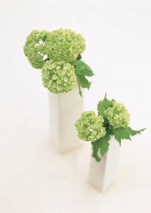 无人,竖图,俯视,室内,特写,白天,白色背景,智慧,花瓶,叶子,阴影,艺术,装饰,盛开,反射,影子,陶瓷,绿叶,陶瓷制品,花蕾,文化,花,花瓣,花朵,鲜花,两个,绿色,插花,瓶子,花苞,花蕊,嫩叶,摄影,影棚,华丽,修饰,插花艺术,点缀,创造,创作,想象,荚莲,衬托,美观,雅致,雅观,叶,叶片,彩图,高角度拍摄,影棚拍摄,拍摄