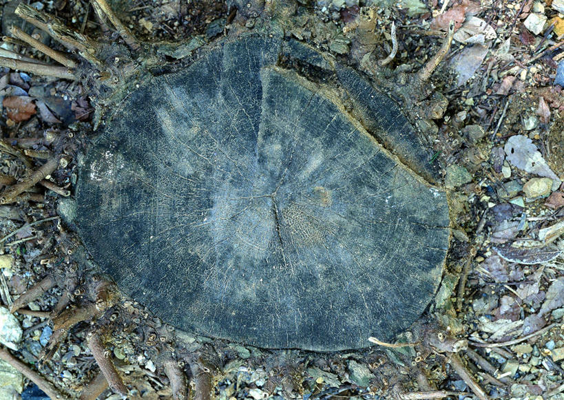 无人,横图,俯视,室外,特写,白天,植物,纹路,纹理,圆环,圆圈,树皮,树桩,年轮,树,树干,树木,绿色,自然,木桩,生长,成长,年龄,伐木,环状,横截面,砍木,剖面,肌理,周期,年数,截面,截面图形,彩图,高角度拍摄,斩柴