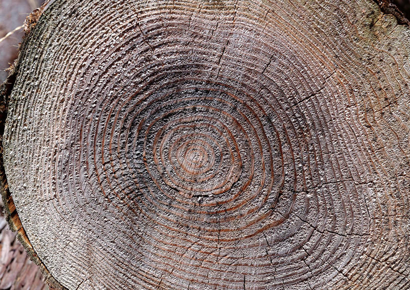 无人,横图,室外,特写,白天,正面,植物,阴影,光线,纹路,纹理,影子,圆环,圆圈,树皮,树桩,年轮,树,树干,树木,绿色,阳光,自然,木桩,生长,成长,年龄,伐木,环状,横截面,砍木,剖面,肌理,周期,年数,截面,截面图形,彩图,斩柴