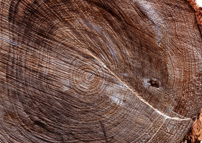 无人,横图,室外,特写,白天,正面,植物,阴影,光线,纹路,纹理,影子,圆环,圆圈,树皮,树桩,年轮,树,树干,树木,绿色,阳光,自然,木桩,生长,成长,年龄,伐木,环状,横截面,砍木,剖面,肌理,周期,年数,截面,截面图形,彩图,斩柴