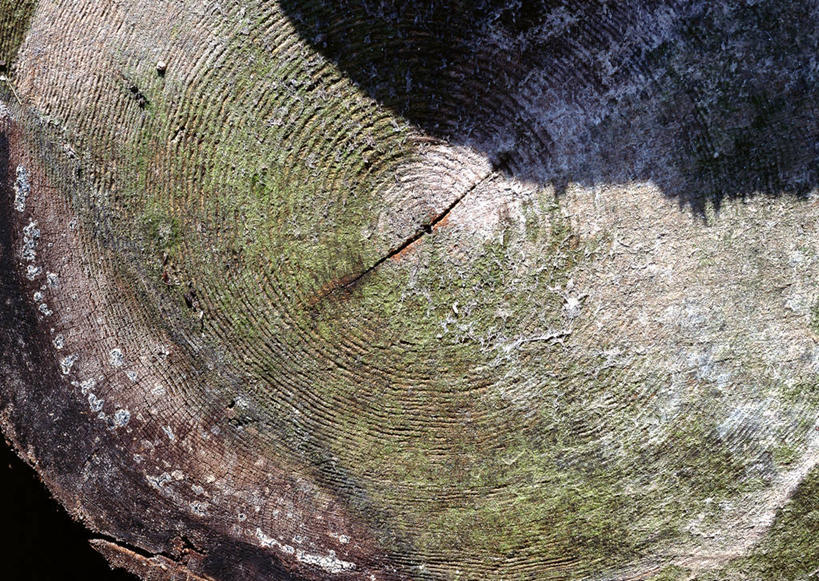 无人,横图,室外,特写,白天,正面,植物,阴影,光线,纹路,纹理,影子,圆环,圆圈,树皮,树桩,年轮,树,树干,树木,绿色,阳光,自然,木桩,生长,成长,年龄,伐木,环状,横截面,砍木,剖面,肌理,周期,年数,截面,截面图形,彩图,斩柴