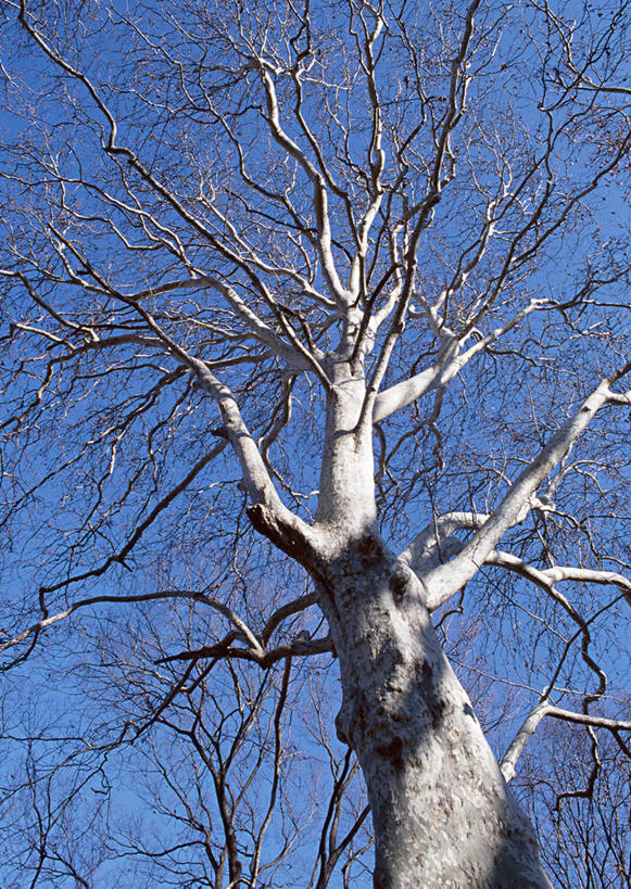 无人,竖图,室外,白天,仰视,旅游,度假,美景,植物,东京,日本,亚洲,阴影,光线,影子,景观,枝条,娱乐,树,树木,树枝,蓝色,绿色,蓝天,天空,阳光,自然,天,享受,休闲,景色,放松,生长,晴朗,成长,自然风光,东亚,本州,万里无云,关东地方,本州岛,日本国,东京都,虬枝,枝杈,晴空,晴空万里,彩图,低角度拍摄,文京区