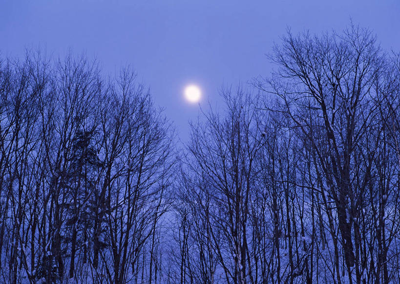 无人,横图,室外,白天,正面,旅游,度假,美景,森林,树林,雪,植物,大雪,北海道,日本,亚洲,积雪,景观,雪景,月亮,冬季,冬天,树桩,月光,娱乐,树,树干,树木,蓝色,绿色,蓝天,天空,自然,天,享受,休闲,木桩,景色,放松,寒冷,生长,晴朗,成长,明亮,自然风光,东亚,万里无云,日本国,北海道地方,北海道岛,富良野,严寒,皎洁,道北,富良野市,晴空,晴空万里,彩图,上川支厅