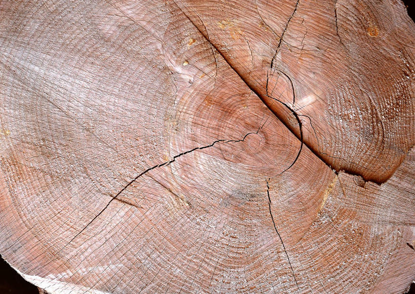 无人,横图,室外,特写,白天,正面,植物,纹路,纹理,圆环,圆圈,树皮,树桩,年轮,树,树干,树木,绿色,自然,木桩,生长,成长,年龄,伐木,环状,横截面,砍木,剖面,肌理,周期,年数,截面,截面图形,彩图,斩柴