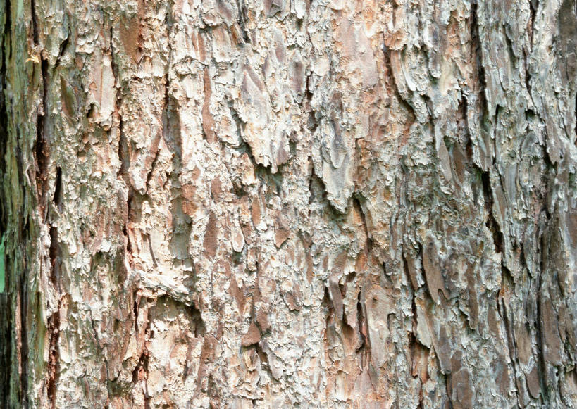 无人,横图,室外,特写,白天,正面,植物,松树,粗糙,纹路,纹理,树皮,树桩,树,树干,树木,绿色,自然,木桩,生长,成长,毛糙,坚定,落叶松,肌理,长寿,贞洁,彩图,黄花松,粗拙