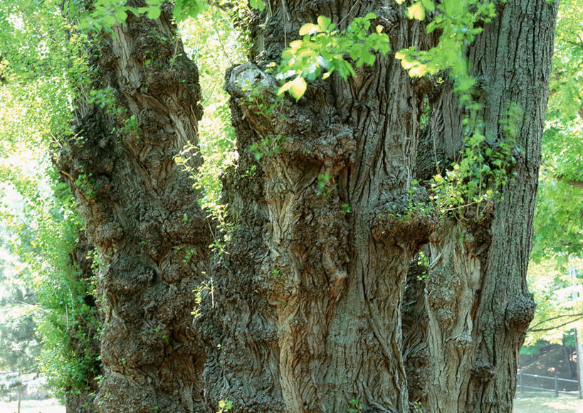 无人,横图,室外,特写,白天,正面,美景,森林,树林,植物,叶子,阴影,朦胧,模糊,粗糙,光线,纹路,纹理,影子,景观,绿叶,树皮,树桩,树,树干,树木,绿色,阳光,自然,嫩叶,木桩,景色,生长,成长,杨树,毛糙,自然风光,肌理,大叶杨,麻嘎勒,山杨,叶,叶片,彩图,粗拙
