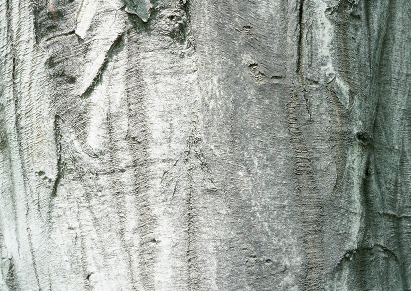 无人,横图,室外,特写,白天,正面,植物,粗糙,纹路,纹理,树皮,树桩,树,树干,树木,绿色,自然,木桩,生长,成长,毛糙,山毛榉,肌理,麻栎金刚,山毛榉树,彩图,粗拙