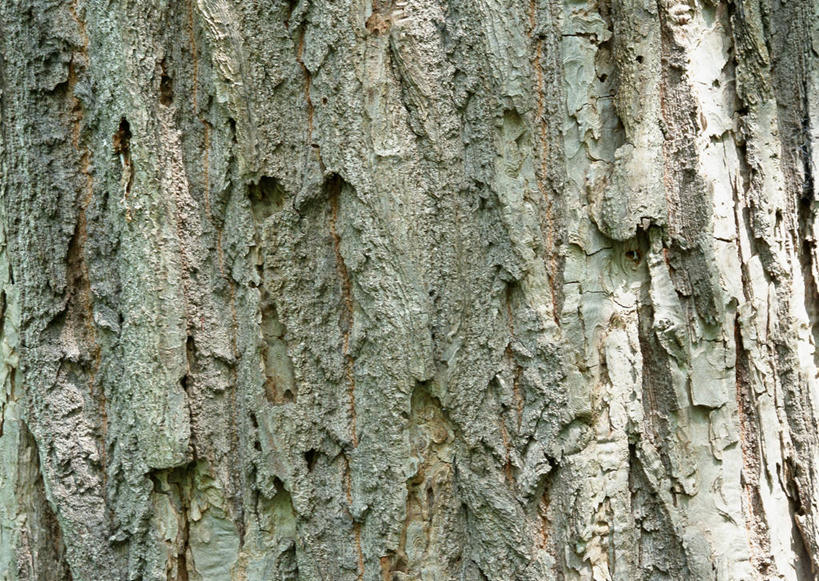 无人,横图,室外,特写,白天,正面,植物,粗糙,纹路,纹理,树皮,树桩,树,树干,树木,绿色,自然,木桩,生长,成长,毛糙,肌理,彩图,栗子树,粗拙