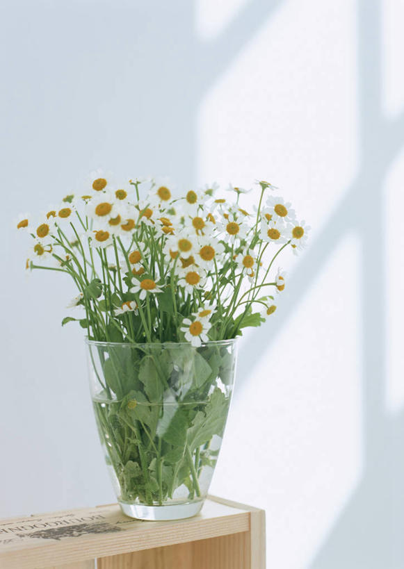 无人,竖图,室内,特写,白天,正面,植物,桌面,桌子,花瓶,许多,阴影,装饰,盛开,反射,木制,盆栽,影子,墙,盆景,花蕾,墙壁,墙面,玻璃制品,花,花瓣,花朵,鲜花,绿色,白色,自然,玻璃瓶,木制品,瓶子,花苞,花蕊,菊花,小白菊,生长,成长,华丽,修饰,点缀,衬托,美观,雅致,雅观,钮扣菊,彩图