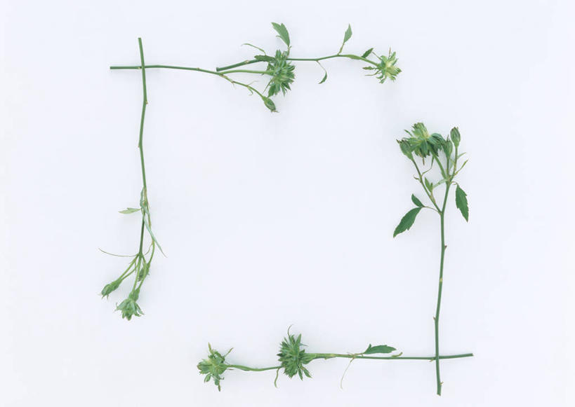 无人,横图,俯视,室内,特写,白天,白色背景,叶子,相框,梦幻,装饰,环绕,盛开,围绕,图形,绿叶,长方形,几何,浪漫,美丽,花蕾,环抱,花,花瓣,花朵,鲜花,一个,绿色,花苞,花蕊,嫩叶,摄影,影棚,单个,华丽,修饰,点缀,矩形,数学,纯真,衬托,美观,雅致,雅观,热恋,萦绕,多花蔷薇,野蔷薇,白残花,刺蘼,买笑,蔷薇,叶,叶片,彩图,高角度拍摄,影棚拍摄,拍摄,几何图形,平面图形