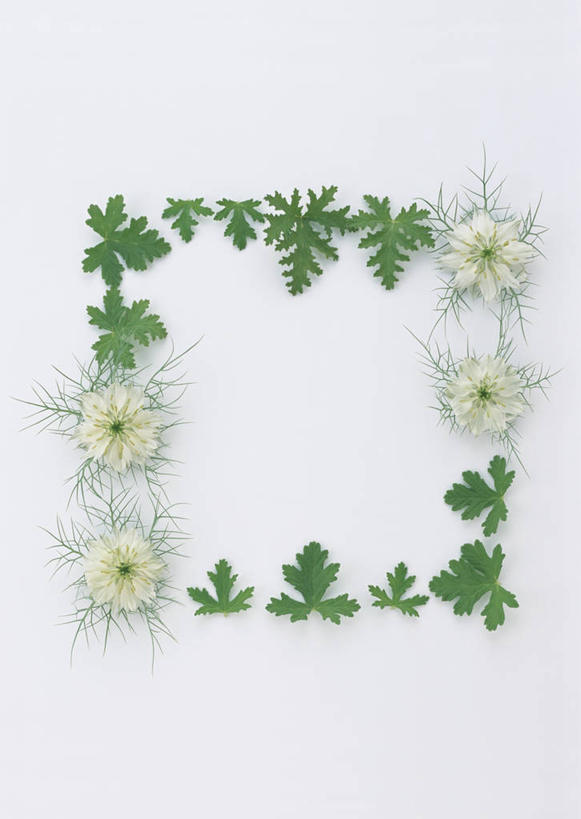 无人,竖图,俯视,室内,特写,白天,白色背景,叶子,相框,装饰,环绕,盛开,围绕,图形,黑种草,绿叶,长方形,几何,花蕾,环抱,花,花瓣,花朵,鲜花,一个,花苞,花蕊,嫩叶,摄影,影棚,单个,华丽,修饰,洋绣球,点缀,天竺葵,矩形,数学,黑子草,衬托,美观,雅致,雅观,思念,驱蚊草,日烂红,入腊红,石腊红,洋葵,萦绕,叶,叶片,彩图,高角度拍摄,影棚拍摄,拍摄,几何图形,平面图形