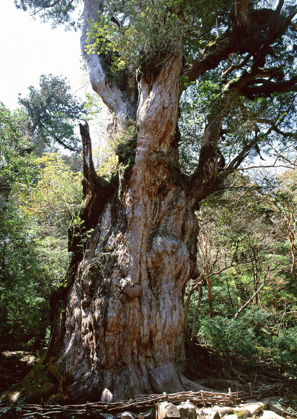 无人,竖图,室外,白天,仰视,旅游,度假,美景,树林,植物,鹿儿岛,日本,亚洲,阴影,光线,影子,景观,树桩,娱乐,树,树干,树木,绿色,阳光,自然,享受,休闲,木桩,景色,放松,生长,成长,自然风光,东亚,日本国,九州本岛,九州,九州岛,九州地方,鹿儿岛县,红杉,常青红杉,海岸红杉,红杉树,屋久岛,彩图,低角度拍摄