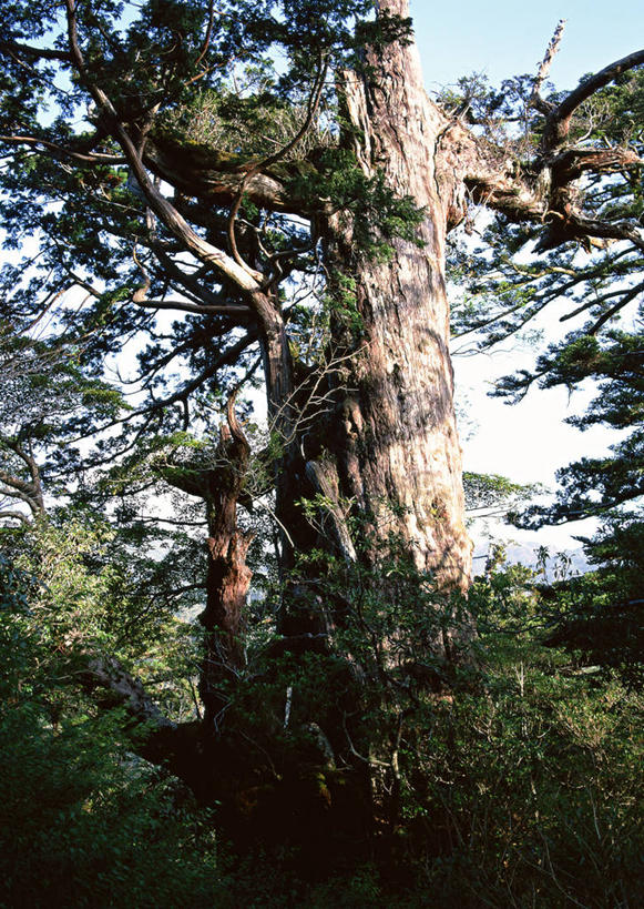 无人,竖图,室外,白天,仰视,旅游,度假,美景,树林,植物,鹿儿岛,日本,亚洲,阴影,光线,影子,景观,树桩,娱乐,树,树干,树木,蓝色,绿色,蓝天,天空,阳光,自然,天,享受,休闲,木桩,景色,放松,生长,晴朗,成长,自然风光,东亚,万里无云,日本国,九州本岛,九州,九州岛,九州地方,鹿儿岛县,红杉,常青红杉,海岸红杉,红杉树,屋久岛,晴空,晴空万里,彩图,低角度拍摄