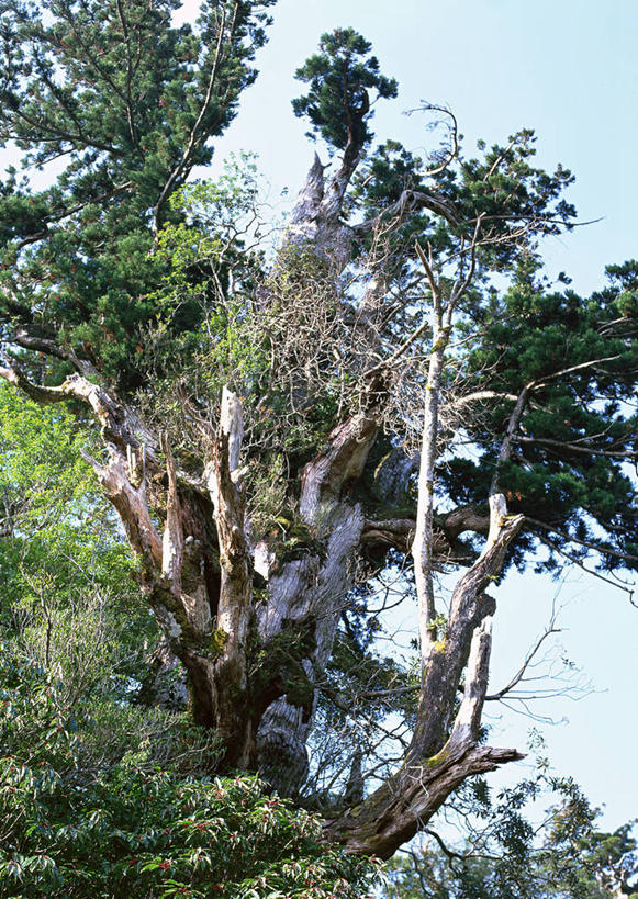 无人,竖图,室外,白天,正面,旅游,度假,美景,树林,植物,鹿儿岛,日本,亚洲,阴影,光线,影子,景观,枝条,娱乐,树,树木,树枝,蓝色,绿色,蓝天,天空,阳光,自然,天,享受,休闲,景色,放松,生长,晴朗,成长,自然风光,东亚,万里无云,日本国,九州本岛,九州,九州岛,九州地方,鹿儿岛县,红杉,常青红杉,海岸红杉,红杉树,屋久岛,虬枝,枝杈,晴空,晴空万里,彩图