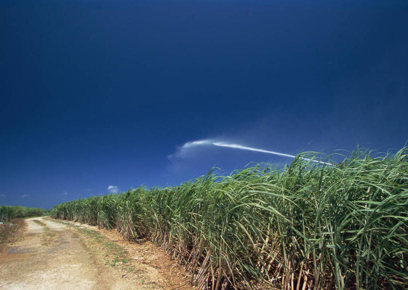 无人,农田,横图,室外,白天,正面,旅游,度假,庄稼,农作物,美景,水,道路,路,日本,亚洲,阴影,飞溅,溅,光线,液体,影子,景观,水滴,云,云朵,小路,甘蔗,交通,云彩,娱乐,冲绳,浇水,水珠,蓝色,白云,蓝天,天空,阳光,自然,天,享受,休闲,景色,放松,晴朗,冲绳县,喷洒,自然风光,东亚,琉球群岛,日本国,九州地方,糖蔗,竹蔗,冲绳群岛,晴空,彩图,耕地,庄稼田