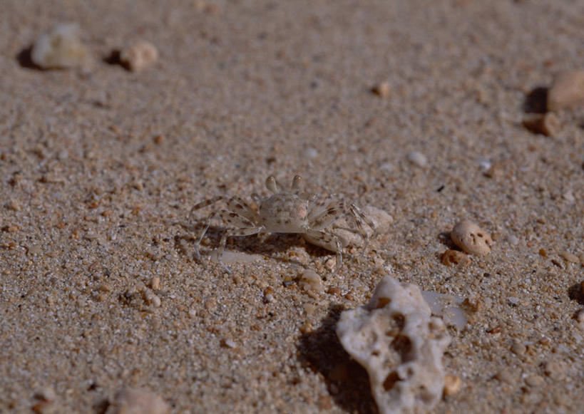 无人,横图,俯视,室外,特写,白天,旅游,度假,美景,沙滩,贝壳,日本,亚洲,朦胧,模糊,沙子,海岸,景观,沙地,娱乐,冲绳,自然,享受,休闲,景色,放松,冲绳县,自然风光,东亚,琉球群岛,日本国,九州地方,八重山群岛,贝类外壳,海螺壳,软体动物外壳,海滩,彩图,高角度拍摄,竹富町,八重山郡