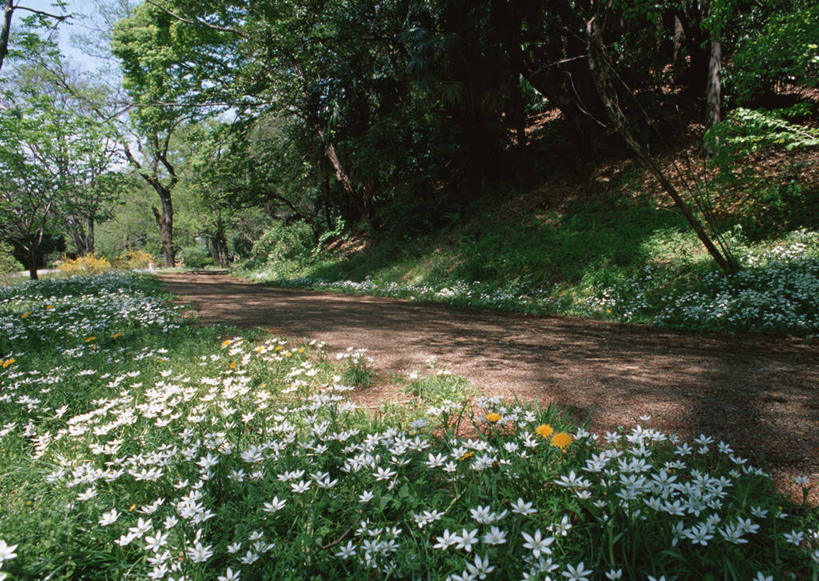 无人,植物园,横图,室外,白天,正面,旅游,度假,花海,花圃,美景,树林,植物,叶子,东京,日本,亚洲,盛开,景观,花蕾,娱乐,花,花瓣,花朵,花卉,鲜花,树,树木,蓝色,绿色,蓝天,天空,自然,花丛,花束,花田,天,花苞,花蕊,享受,休闲,景色,放松,生长,晴朗,成长,自然风光,东亚,本州,万里无云,关东地方,本州岛,日本国,东京都,小石川植物园,晴空,晴空万里,彩图,东京大学大学院理学系研究科附属植物园,小石川,文京区