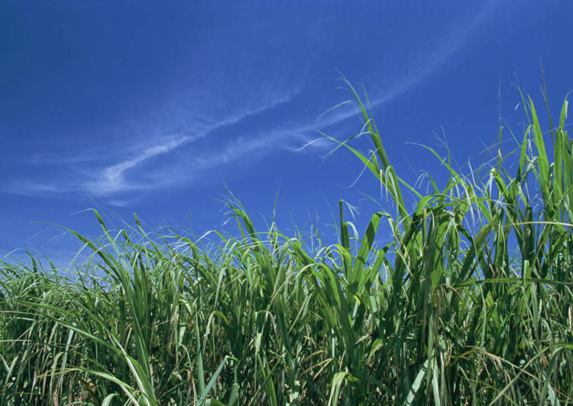 无人,农田,横图,室外,白天,仰视,旅游,度假,庄稼,农作物,美景,日本,亚洲,阴影,光线,影子,景观,云,云朵,云彩,娱乐,冲绳,蓝色,白云,蓝天,天空,阳光,自然,天,享受,休闲,景色,放松,晴朗,冲绳县,自然风光,东亚,琉球群岛,石垣岛,日本国,九州地方,八重山群岛,石垣市,晴空,玉米田,彩图,低角度拍摄,耕地,庄稼田