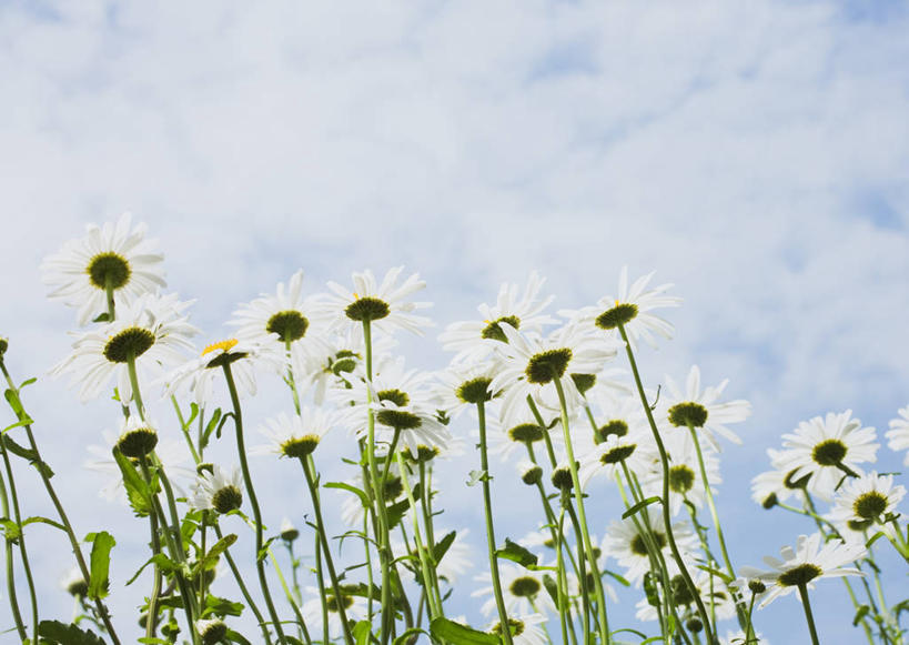 无人,横图,室外,白天,仰视,旅游,度假,花海,花圃,美景,植物,叶子,阴影,盛开,光线,影子,景观,云,云朵,花蕾,云彩,娱乐,花,花瓣,花朵,花卉,鲜花,蓝色,绿色,白色,白云,蓝天,天空,阳光,自然,花丛,花束,花田,天,花苞,花蕊,享受,休闲,菊花,景色,放松,晴朗,自然风光,大滨菊,西洋滨菊,滨菊,晴空,彩图,低角度拍摄