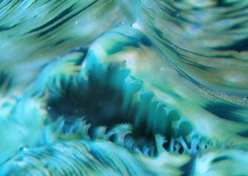 无人,横图,室外,特写,白天,正面,海底,水下,美景,海葵,朦胧,模糊,景观,水底,海洋生物,无脊椎动物,自然,景色,海底世界,腔肠动物,自然风光,海床,彩图