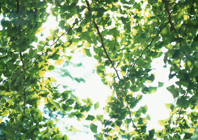 无人,横图,室外,特写,白天,仰视,旅游,度假,美景,植物,叶子,东京,日本,亚洲,阴影,朦胧,模糊,光线,影子,景观,绿叶,枝条,娱乐,树,树木,树枝,绿色,阳光,自然,享受,休闲,嫩叶,景色,放松,自然风光,东亚,本州,关东地方,本州岛,日本国,东京都,虬枝,枝杈,叶,叶片,彩图,低角度拍摄,练马区