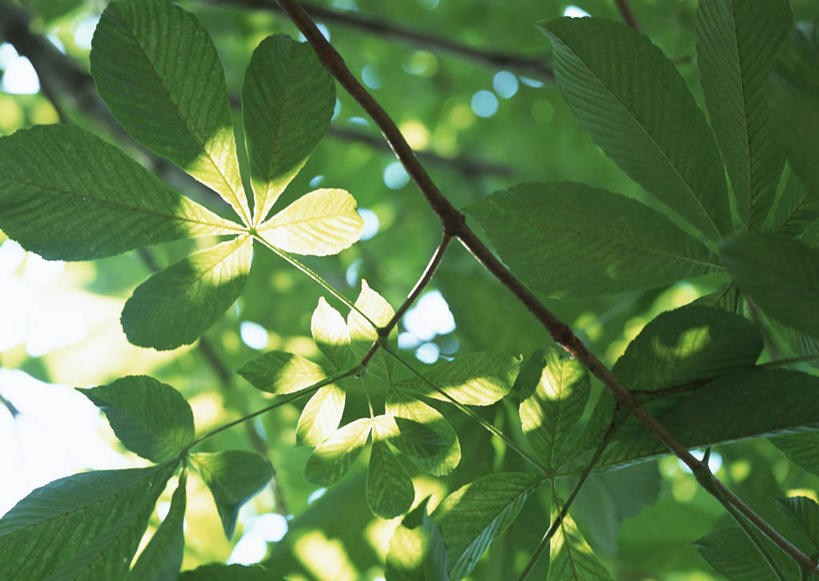 无人,横图,室外,特写,白天,仰视,旅游,度假,美景,植物,叶子,东京,日本,亚洲,阴影,朦胧,模糊,光线,影子,景观,绿叶,枝条,娱乐,树,树木,树枝,绿色,阳光,自然,享受,休闲,嫩叶,景色,放松,自然风光,东亚,本州,关东地方,本州岛,日本国,东京都,虬枝,枝杈,叶,叶片,彩图,低角度拍摄,练马区
