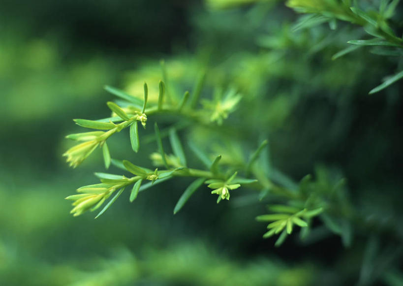 无人,横图,室外,特写,白天,正面,旅游,度假,美景,树林,植物,叶子,长野县,日本,亚洲,朦胧,模糊,景观,绿叶,枝条,娱乐,树,树木,树枝,绿色,自然,享受,休闲,嫩叶,景色,放松,生长,成长,自然风光,东亚,本州,本州岛,日本国,中部地方,长野,轻井泽,轻井泽町,虬枝,枝杈,叶,叶片,彩图,北佐久郡