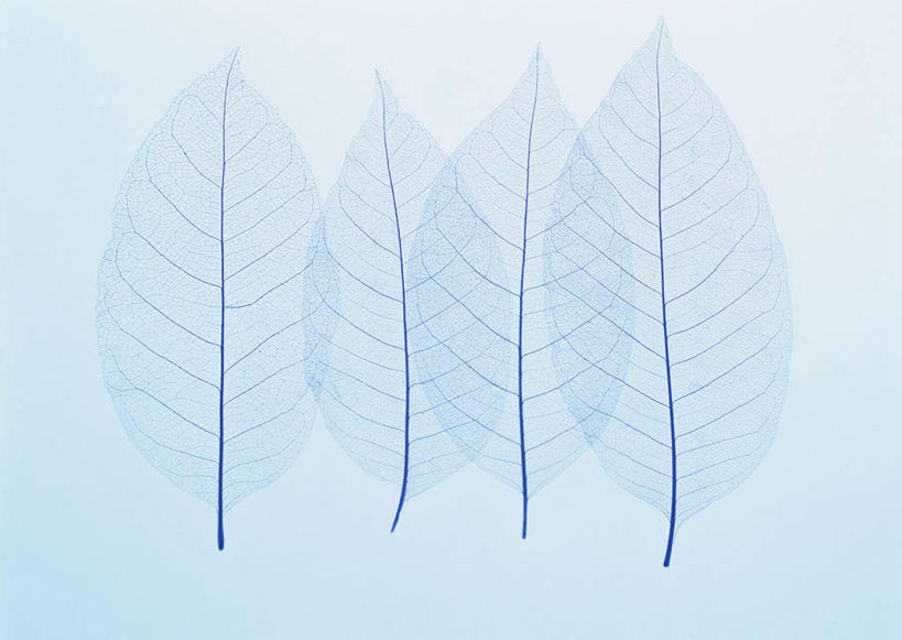 无人,横图,室内,特写,白天,正面,植物,静物,叶子,四片,一排,整齐,纹理,绿叶,排列,绿色,嫩叶,摄影,影棚,队列,肌理,叶,叶片,叶脉,彩图,影棚拍摄,拍摄