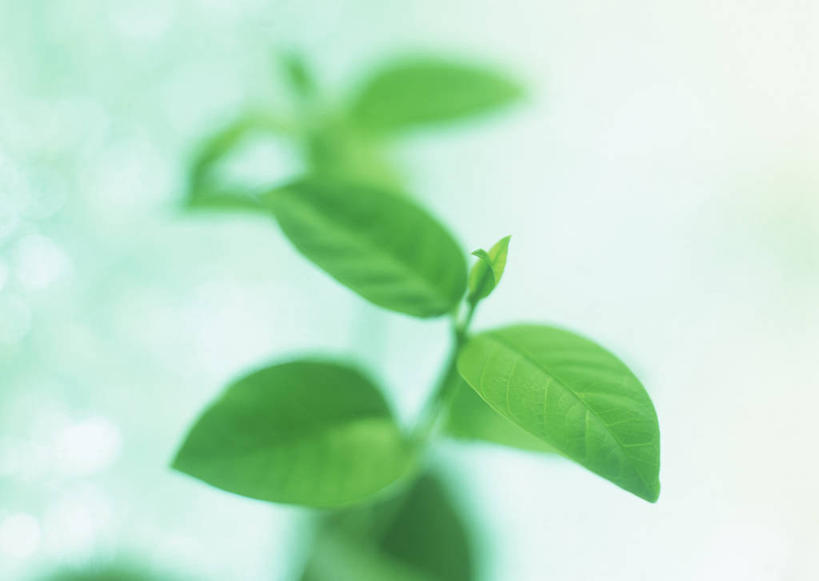 无人,横图,室内,特写,白天,正面,植物,叶子,朦胧,模糊,纹理,绿叶,枝条,树,树木,树枝,绿色,嫩叶,肌理,虬枝,枝杈,叶,叶片,叶脉,彩图