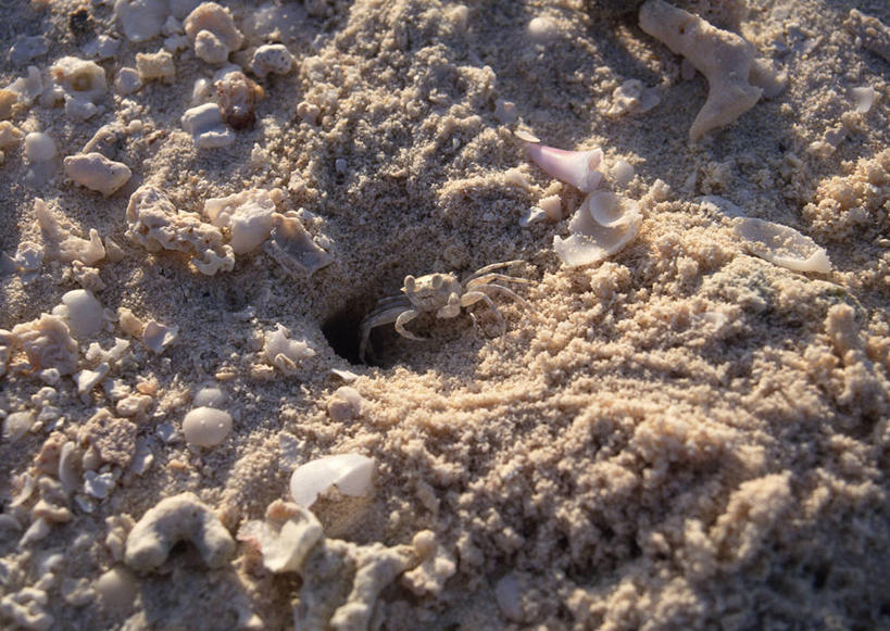 海鲜,蟹,无人,横图,俯视,室外,特写,白天,美景,沙滩,马尔代夫,亚洲,许多,阴影,光线,螃蟹,沙子,影子,海岸,景观,沙地,很多,水产,海洋生物,阳光,自然,景色,自然风光,水生动物,海产品,南亚,水生物,海底动物,马尔代夫共和国,海滩,彩图,高角度拍摄,全身