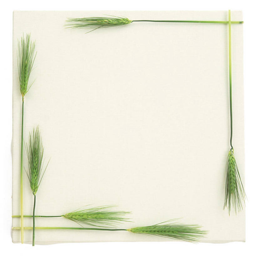 无人,方图,室内,特写,白天,正面,农作物,小麦,相框,装饰,图形,正方形,谷物,几何,绿色,摄影,麦子,影棚,华丽,修饰,点缀,数学,衬托,美观,雅致,雅观,彩图,影棚拍摄,拍摄,几何图形,平面图形,正四边形