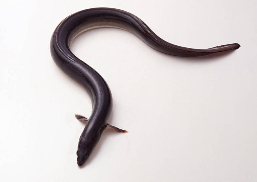 海鲜,鳗鱼,无人,横图,俯视,室内,特写,白天,白色背景,桌面,桌子,鳗鲡,一条,阴影,反射,木制,影子,水产,海洋生物,黑色,木制品,摄影,影棚,水生动物,海产品,水生物,河鳗,海底动物,白鳗,青鳝,风馒,白鳝,彩图,高角度拍摄,全身,影棚拍摄,拍摄