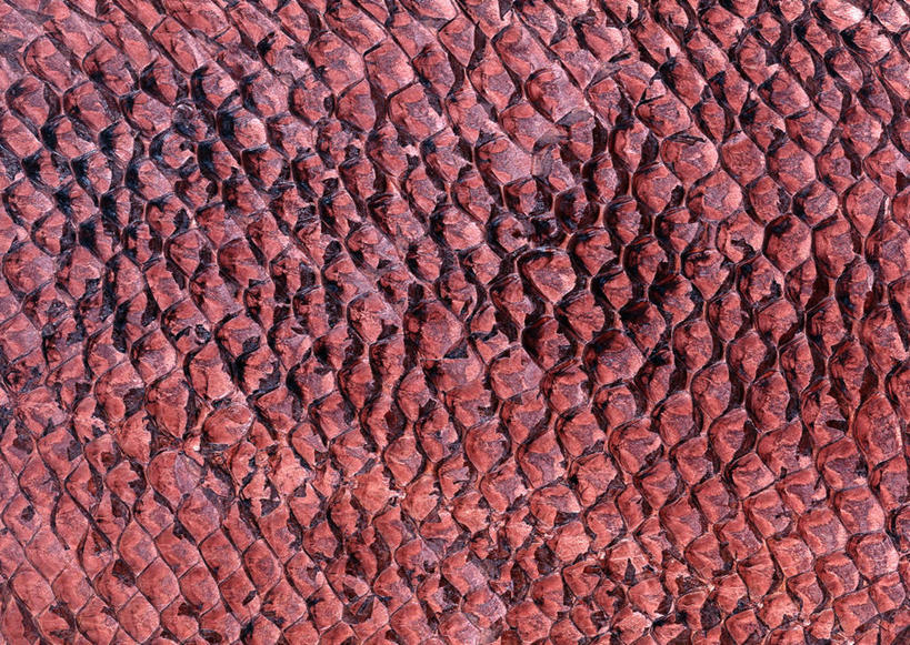 无人,横图,室内,特写,白天,正面,静物,一块,丰富,装饰,纹路,纹理,皮,褐色,皮革,温暖,成熟,皮肤,保暖,华丽,点缀,御寒,鱼皮,肌理,衬托,美观,雅致,雅观,谦让,随和,彩图,鱼皮革