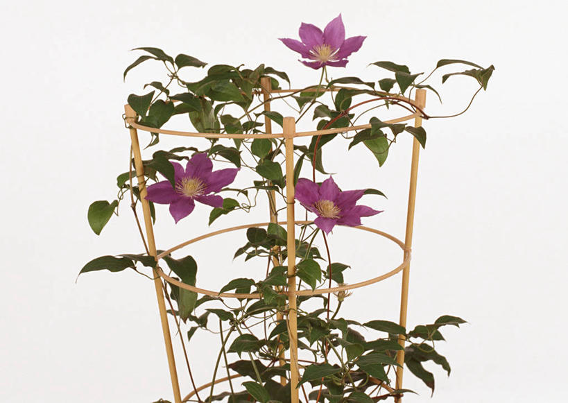 无人,横图,室内,特写,白天,白色背景,正面,植物,叶子,三朵,盛开,盆栽,铁线莲,绿叶,盆景,花蕾,花,花瓣,花朵,鲜花,绿色,紫色,自然,花苞,花蕊,嫩叶,摄影,影棚,生长,成长,番莲,威灵仙,山木通,叶,叶片,彩图,影棚拍摄,拍摄